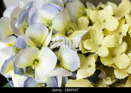 Belle couleur violet blanc vert jaune bleu pastel couleur printemps fleurs isolées gros plan Banque D'Images