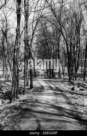 Route des bois entre les arbres à la fin de l'hiver, début du printemps Banque D'Images