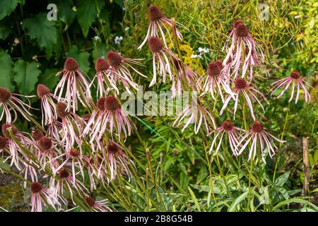 Garrot Echinacea purpurea, fin automne Banque D'Images
