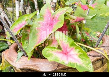 Feuilles rouges et vertes de la plante de caladium qui pousse dans un pot Banque D'Images