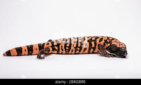 Baiser Gila Monster isolé sur un fond blanc Banque D'Images