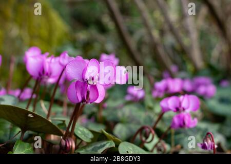 Vue latérale d'un groupe de cyclamen européens violettes, également appelés Cyclamen purpurascens ou europaeisches Alpenveilchen Banque D'Images