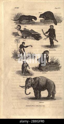 Histoire de Goldsmith sur la terre et nature animée, abrégée (PL. VIII) (7872681584). Banque D'Images