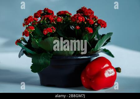 Poivre de la passion et Kalanchoe. Le poivron rouge se trouve dans une casserole de Kalanchoe. Kalanchoe fleurit en fleurs rouges. Banque D'Images