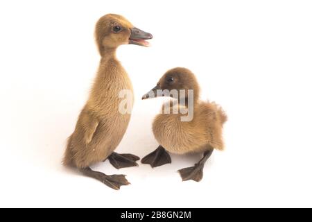 Deux conduits (canard de canal indien) isolés sur un fond blanc Banque D'Images