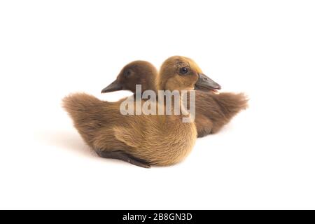 Deux conduits (canard de canal indien) isolés sur un fond blanc Banque D'Images