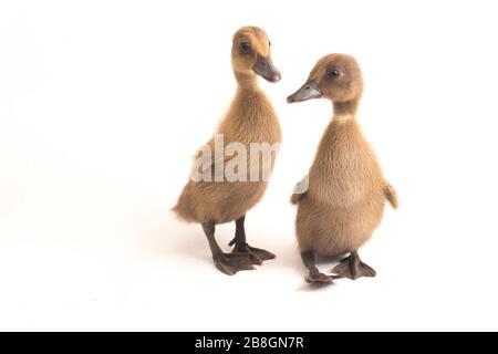 Deux conduits (canard de canal indien) isolés sur un fond blanc Banque D'Images