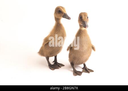 Deux conduits (canard de canal indien) isolés sur un fond blanc Banque D'Images