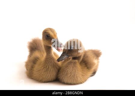 Deux conduits (canard de canal indien) isolés sur un fond blanc Banque D'Images