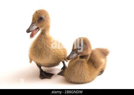 Deux conduits (canard de canal indien) isolés sur un fond blanc Banque D'Images