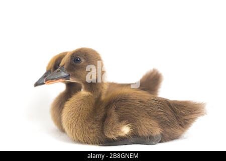 Deux conduits (canard de canal indien) isolés sur un fond blanc Banque D'Images