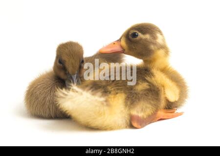 Deux conduits (canard de canal indien) isolés sur un fond blanc Banque D'Images