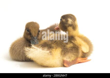 Deux conduits (canard de canal indien) isolés sur un fond blanc Banque D'Images