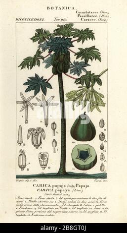 Papaye, papapaw ou pawpaw arbre et fruits, Carica papaye, Carica papaja. Gravure en copperplate aux couleurs vives du Dizionario delle Scienze Naturali d'Antoine Laurent de Jussieu, Dictionnaire des sciences naturelles, Florence, Italie, 1837. Illustration gravée par Corsi, dessinée et dirigée par Pierre Jean-François Turpin, et publiée par Batelli e Figli. Turpin (1775-1840) est considéré comme l'un des plus grands illustrateurs botaniques français du XIXe siècle. Banque D'Images