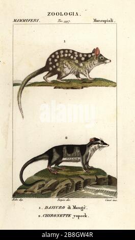 Quoll de l'est, Dasyurus viverrinus 1, opossum d'eau ou yapok, Chironectes minus 2. Dasyurus Maugei, Dasiuro di Mauge, Chironette yapack. Gravure en copperplate aux couleurs vives du Dizionario delle Scienze Naturali d'Antoine Laurent de Jussieu, Dictionnaire des sciences naturelles, Florence, Italie, 1837. Illustration gravée par Corsi, dessinée par Jean Gabriel Pretre et dirigée par Pierre Jean-François Turpin, et publiée par Batelli e Figli. Turpin (1775-1840) est considéré comme l'un des plus grands illustrateurs botaniques français du XIXe siècle. Banque D'Images