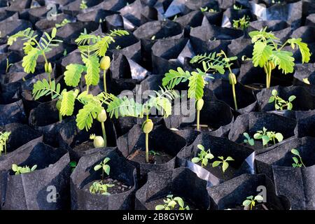 jeunes plants de tamarind dans un sac noir, plantation de tamarin (foyer sélectif) Banque D'Images