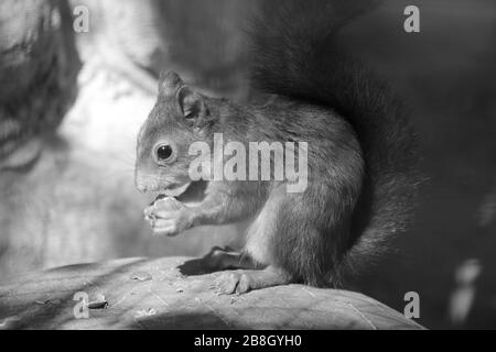 Un écureuil repose sur une pierre et mange un écrou. Photo en noir et blanc Banque D'Images