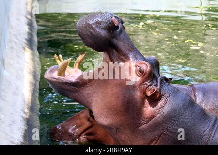 Hippo, Hippopotamus à bouche ouverte, Hippopotamus dans l'eau près, l'Hippo Hippopotamus est la faune Banque D'Images