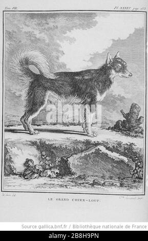 Grand chien-Loup (Buffon). Banque D'Images