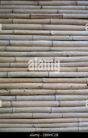 Mur de bambou sec.​ bambou brun clair en petite taille, arrangé horizontal​. La surface supérieure de la litière de bambou. Banque D'Images