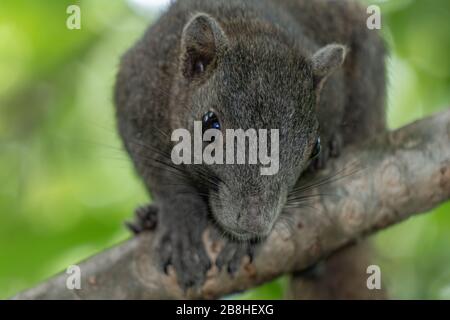 L'écureuil brun est sur l'arbre frangipani. Il était impatient. Banque D'Images