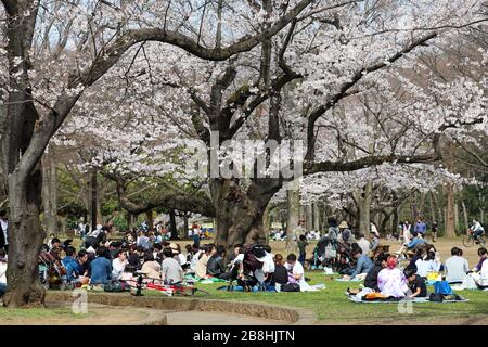 Tokyo, Japon. 22 mars 2020. Les Japonais célèbrent la saison des cerisiers en fleurs avec des fêtes Hanami traditionnelles dans le parc Yoyogi, Tokyo, Japon. Malgré la peur du Coronavius, la vie continue presque normalement, bien que certains des grands rassemblements de masse aient été annulés, les pique-niques individuels avec plus d'espace entre eux sont encore populaires. Crédit: Paul Brown/Alay Live News Banque D'Images