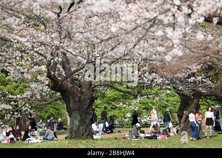 Tokyo, Japon. 22 mars 2020. Les Japonais célèbrent la saison des cerisiers en fleurs avec des fêtes Hanami traditionnelles dans le parc Yoyogi, Tokyo, Japon. Malgré la peur du Coronavius, la vie continue presque normalement, bien que certains des grands rassemblements de masse aient été annulés, les pique-niques individuels avec plus d'espace entre eux sont encore populaires. Crédit: Paul Brown/Alay Live News Banque D'Images