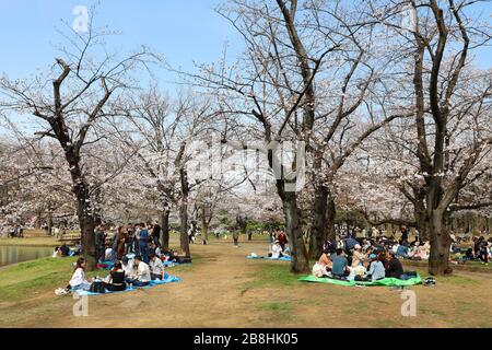 Tokyo, Japon. 22 mars 2020. Les Japonais célèbrent la saison des cerisiers en fleurs avec des fêtes Hanami traditionnelles dans le parc Yoyogi, Tokyo, Japon. Malgré la peur du Coronavius, la vie continue presque normalement, bien que certains des grands rassemblements de masse aient été annulés, les pique-niques individuels avec plus d'espace entre eux sont encore populaires. Crédit: Paul Brown/Alay Live News Banque D'Images