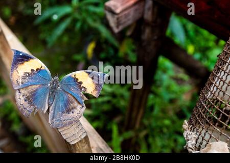 Orange Oakleaf ou papillon de la feuille morte (Kallima inachus) avec ailes ouvertes au jardin des papillons, Yunnan, Chine. Banque D'Images