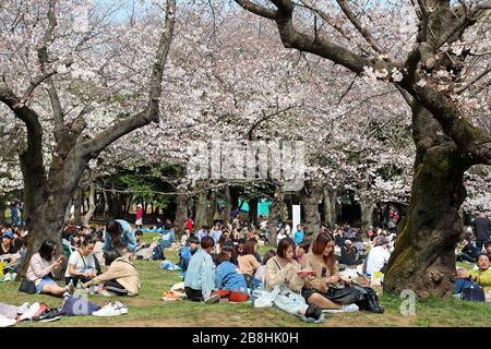 Tokyo, Japon. 22 mars 2020. Les Japonais célèbrent la saison des cerisiers en fleurs avec des fêtes Hanami traditionnelles dans le parc Yoyogi, Tokyo, Japon. Malgré la peur du Coronavius, la vie continue presque normalement, bien que certains des grands rassemblements de masse aient été annulés, les pique-niques individuels avec plus d'espace entre eux sont encore populaires. Crédit: Paul Brown/Alay Live News Banque D'Images