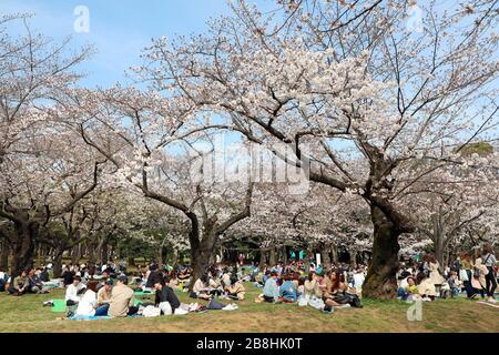 Tokyo, Japon. 22 mars 2020. Les Japonais célèbrent la saison des cerisiers en fleurs avec des fêtes Hanami traditionnelles dans le parc Yoyogi, Tokyo, Japon. Malgré la peur du Coronavius, la vie continue presque normalement, bien que certains des grands rassemblements de masse aient été annulés, les pique-niques individuels avec plus d'espace entre eux sont encore populaires. Crédit: Paul Brown/Alay Live News Banque D'Images