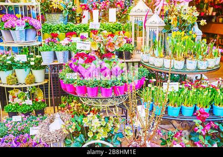 La grande quantité de pots colorés avec des plantes vertes et des fleurs fleuries - jonquils, roses, priroses, daisies et autres, Vienne, Autriche Banque D'Images