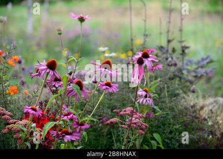 echinacea pallida,echinacea purpurea,violette coneflower,coneflowers,flower,flowers,portraits de plantes,vivaces,programme de plantation mixte,frontière mixte,border Banque D'Images