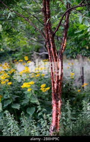 prunus serrula tibetica, tronc d'écorce rouge, attrayant, cerisier tibétain, arbre de gaie ornementale, barré rouge, intérêt d'hiver, tronc d'arbre intéressant, ga Banque D'Images