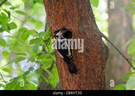 Le pic de bois perché à côté de son trou nichent sur la maison de l'arbre. Oiseaux Banque D'Images