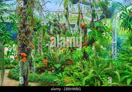 CHIANG mai, THAÏLANDE - 7 MAI 2019: La serre du pavillon des fougères du parc Rajaruek avec des plantes vertes luxuriantes, le 7 mai à Chiang Mai Banque D'Images
