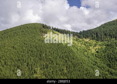 Vue depuis la route N-18 près de la montagne Prislop passez à la frontière des régions de Maramures et de Bukovina dans les montagnes de Rodna dans les Carpates orientales, Roumanie Banque D'Images