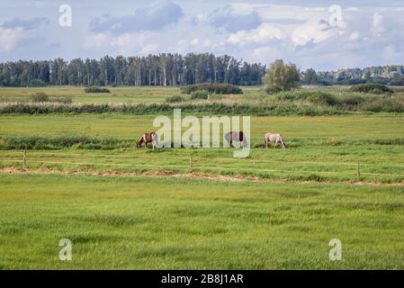 Chevaux sur un pré dans le village de Dolistowo Stare, au bord du parc national de Biebrza à Podlaskie Voivodeship, en Pologne Banque D'Images