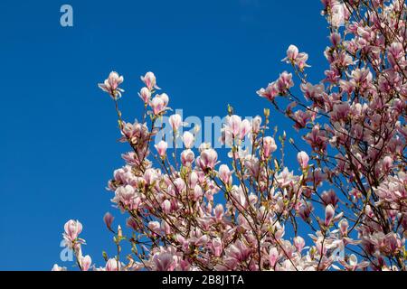 Des arbres magnolia fleuris à Maastricht au printemps apportent bonheur et bon sentiment aux gens après la saison d'hiver. Banque D'Images