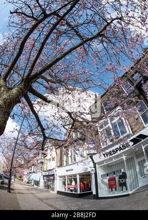 Arbres dans Blossom The Grove Ilkley West Yorkshire UK Banque D'Images