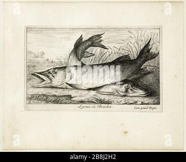 Diverses espèces de poissons d'eau douce, Pike (Robert-Dumesnil 455, Bartsch 41) Albert Flamen (1620-1674). Les Diversations de poissons d'eau douce. Première partie : le brochet (Robert-Dumesnil 455, Bartsch 41). Eau-forte, XVIIème siècle. Musée des Beaux-Arts de la Ville de Paris, petit Palais. Banque D'Images