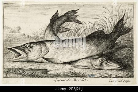 Diverses espèces de poissons d'eau douce, Pike (Robert-Dumesnil 455, Bartsch 41) Albert Flamen (1620-1674). Les Diversations de poissons d'eau douce. Première partie : le brochet (Robert-Dumesnil 455, Bartsch 41). Eau-forte, XVIIème siècle. Musée des Beaux-Arts de la Ville de Paris, petit Palais. Banque D'Images