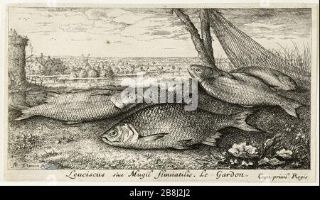 Diverses espèces de poissons d'eau douce, partie Roach (Robert-Dumesnil 452, Bartsch 38) Albert Flamen (1620-1674). Les Diversations de poissons d'eau douce. Première partie : le gardon (Robert-Dumesnil 452, Bartsch 38). Eau-forte, XVIIème siècle. Musée des Beaux-Arts de la Ville de Paris, petit Palais. Banque D'Images