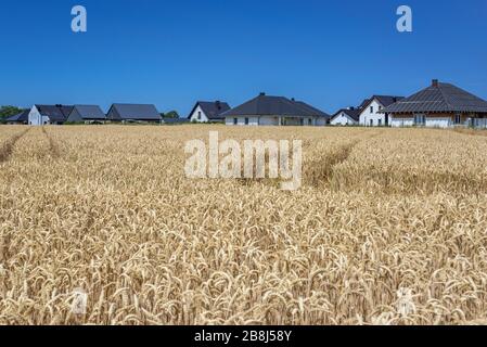 Maisons nouvellement construites sur le champ de seigle près de la ville de Poznan dans la grande Pologne Voivodeship de Pologne Banque D'Images