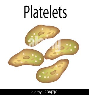 La structure des plaquettes. Les plaquettes sont une cellule de sang. Infographies. Illustration vectorielle sur un arrière-plan isolé. Illustration de Vecteur