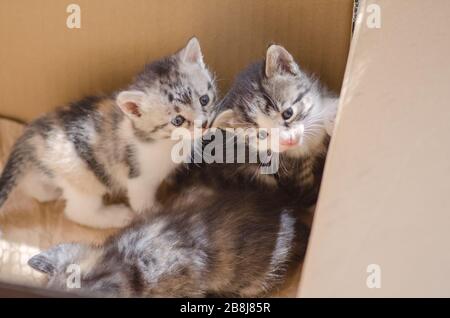 Trois chatons tabby assis dans la boîte Banque D'Images