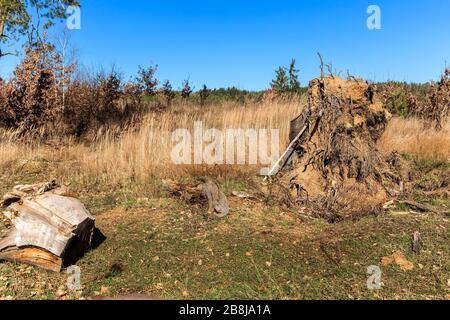 Grande souche d'arbre déraciné. Un arbre déraciné par une gale. Travail en forêt. Après une tempête de vent. Banque D'Images