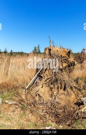 Grande souche d'arbre déraciné. Un arbre déraciné par une gale. Travail en forêt. Après une tempête de vent. Banque D'Images