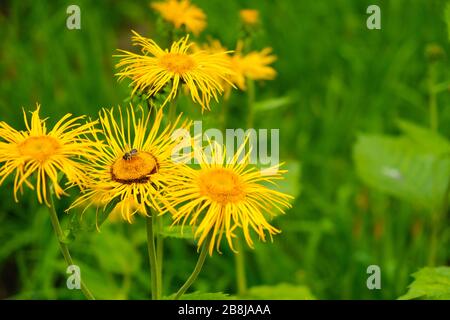 Fleurs jaunes des prés, fleurs jaunes des champs d'elecampane, Inula helenium, également appelé cheval-guérir ou Elfdock Banque D'Images