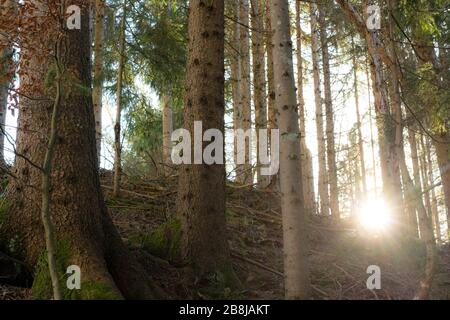 Forêt verte mystique illuminée par des rayons de soleil traversant les arbres pendant la matinée à Vorarlberg, Autriche Banque D'Images